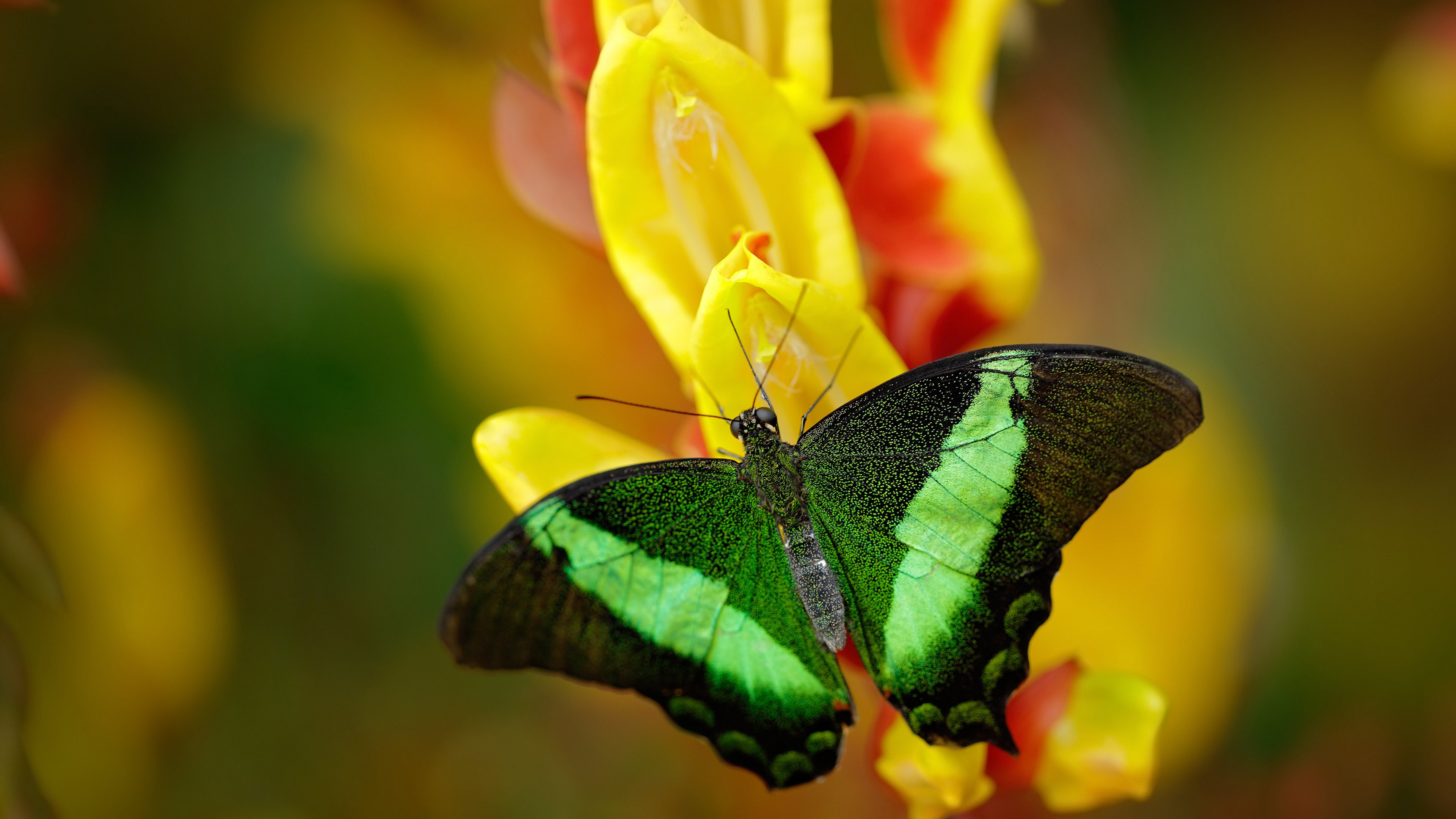 绿茵场上，一人成军，当法比尼奥用无声的统治为塞维利亚谱下绝杀序曲