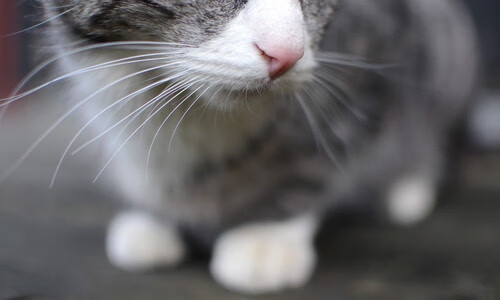 从蒙特卡洛的滑铁卢到都灵的淬火,鲁德如何在四天内破译逆转密码?