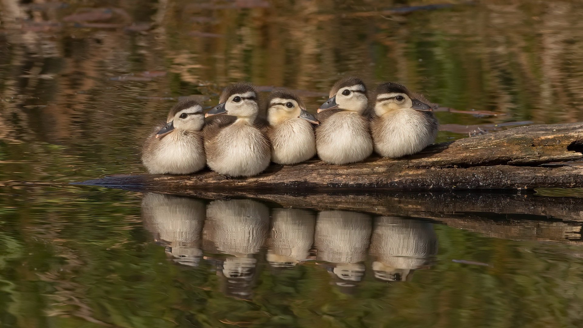 戈麦斯,韩国足球最后一块拼图的完美嵌合