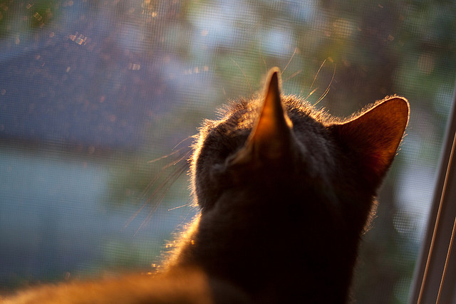 爱游戏官方-约基奇彻底凿穿森林狼防线 篮网末节风暴强势带走胜利