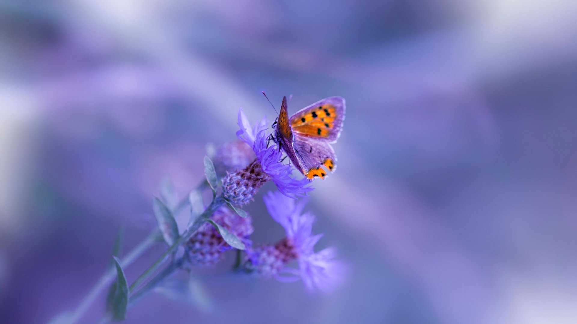 爱游戏在线-跨文化对垒，辽宁队挑战公牛，西亚卡姆证明现代篮球单核艺术的巨星价值