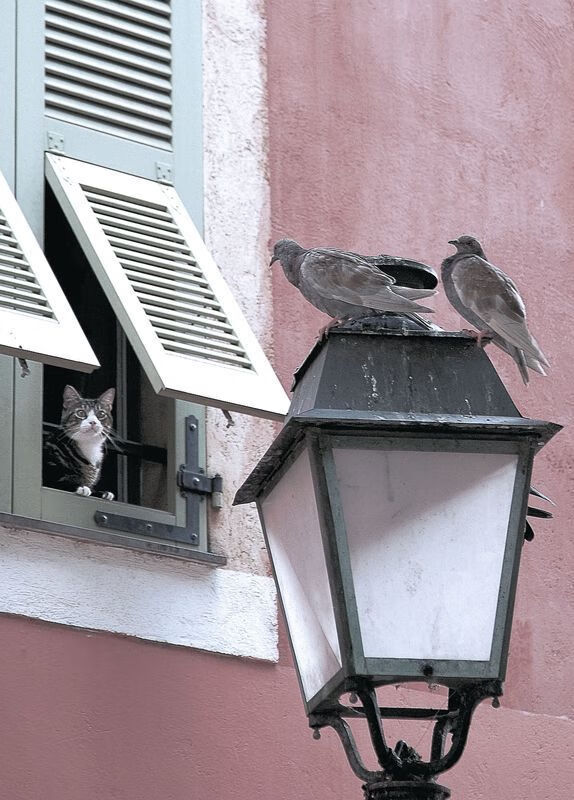 定义何为唯一,武切维奇与他的欧冠半决赛之夜