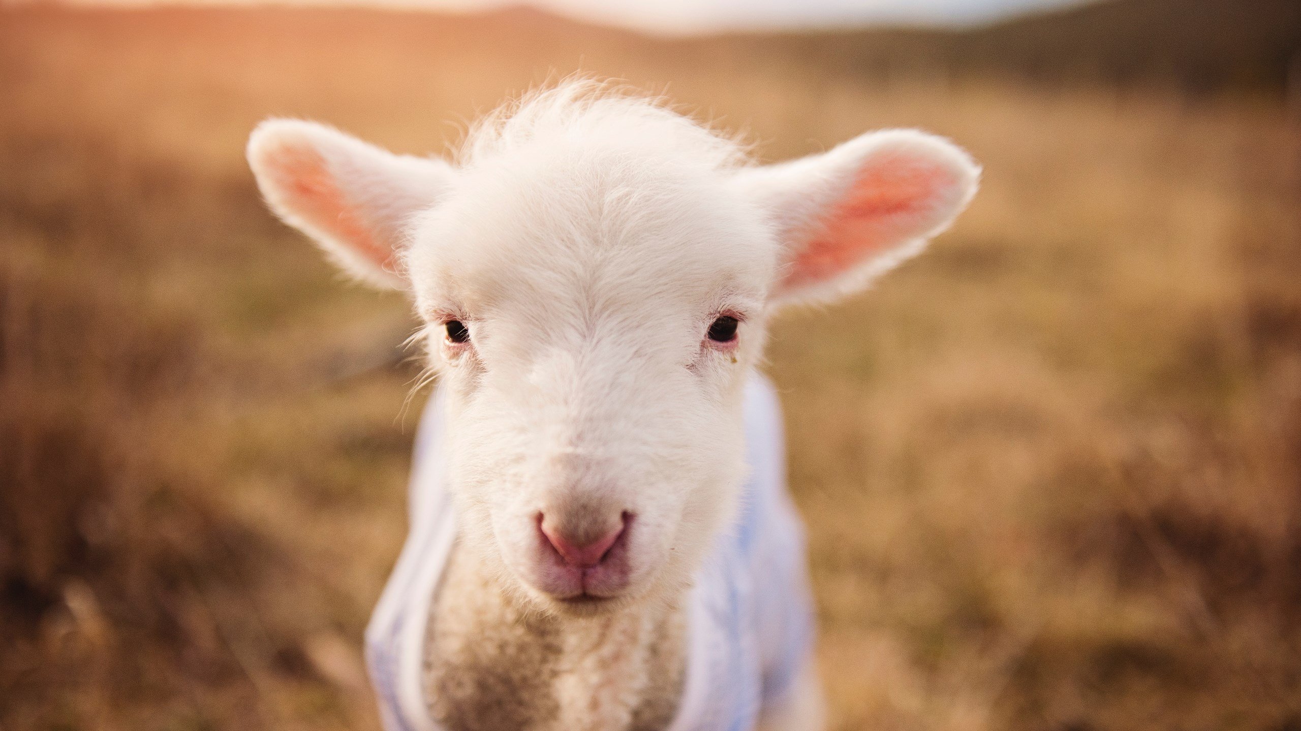 东决烽火,老鹰群翅遮天蔽日,霍勒迪利刃出鞘定乾坤
