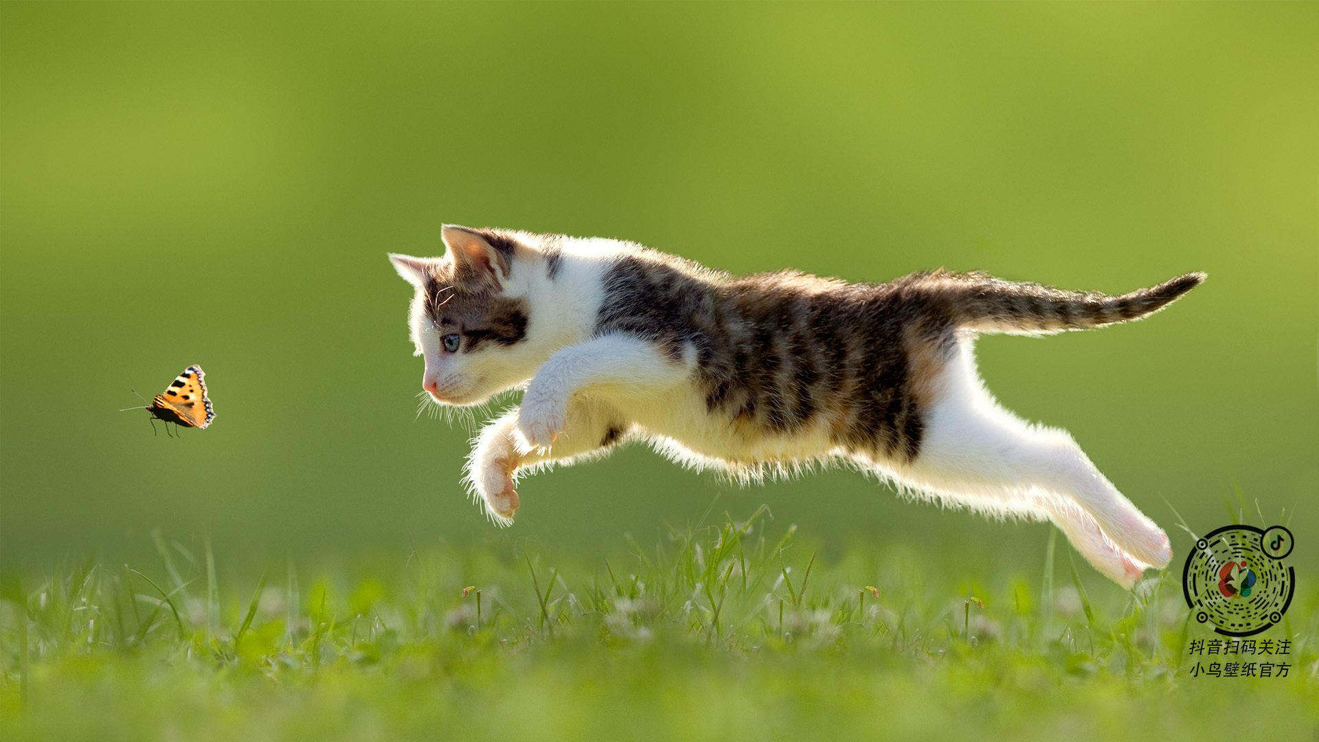 引爆麦迪逊花园的超级引擎,布伦森如何以一己之力主宰世界排名争夺战之夜