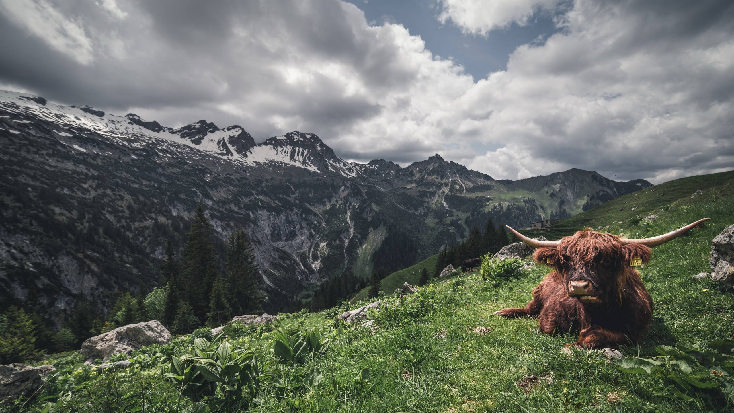 引爆麦迪逊花园的超级引擎,布伦森如何以一己之力主宰世界排名争夺战之夜