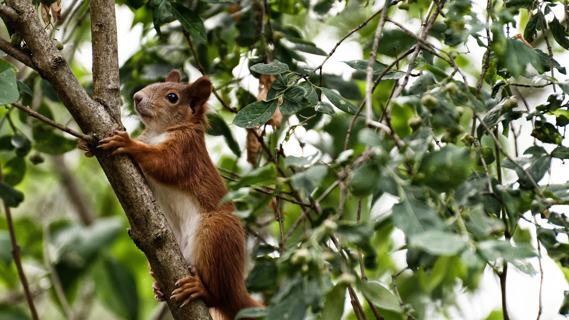 欧冠决赛,亚洲门将的里程碑,门迪封神与伊朗门将的突破