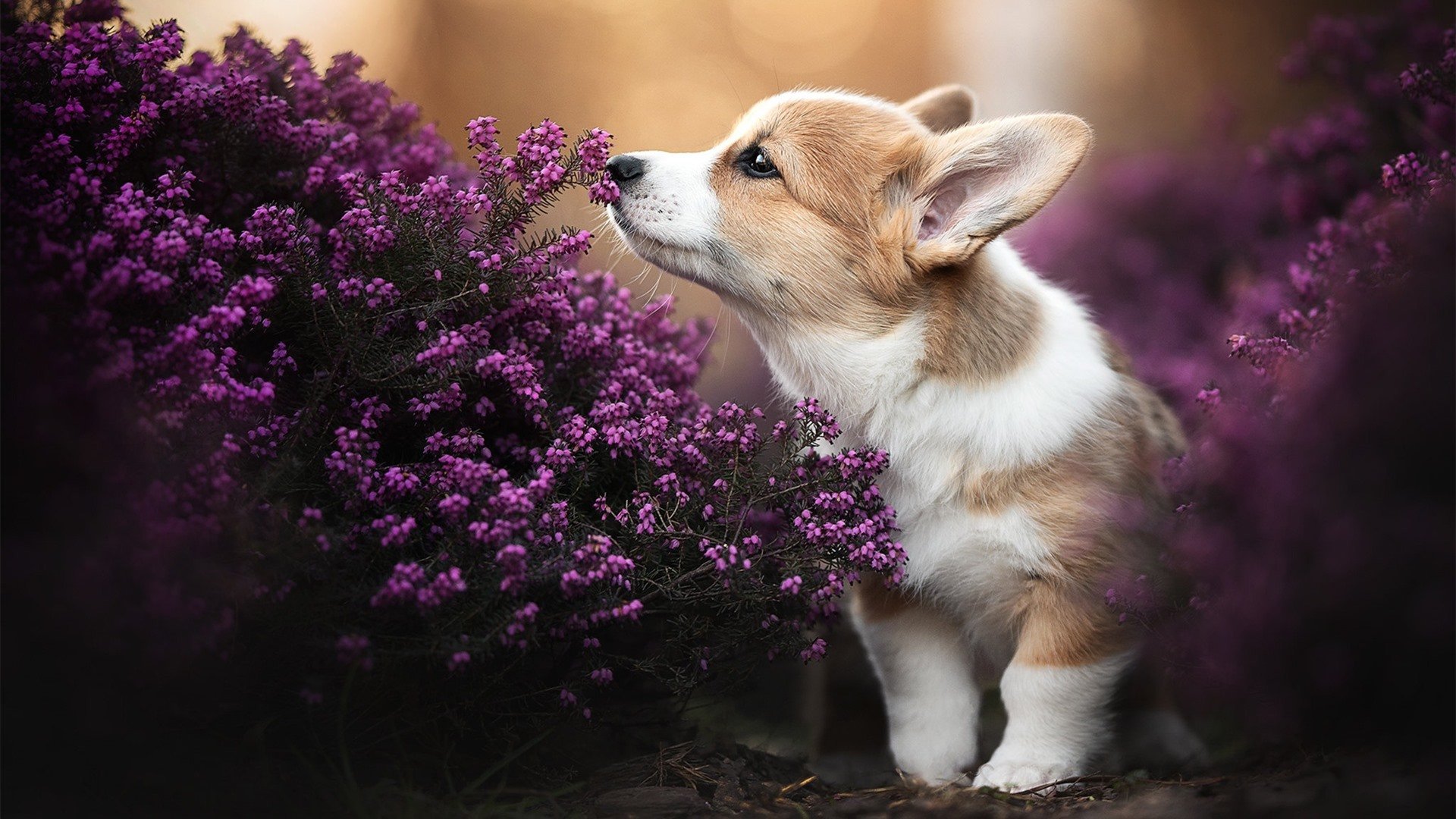 冰岛力克摩纳哥强势晋级欧洲杯预选赛,戈麦斯梅开二度成关键先生