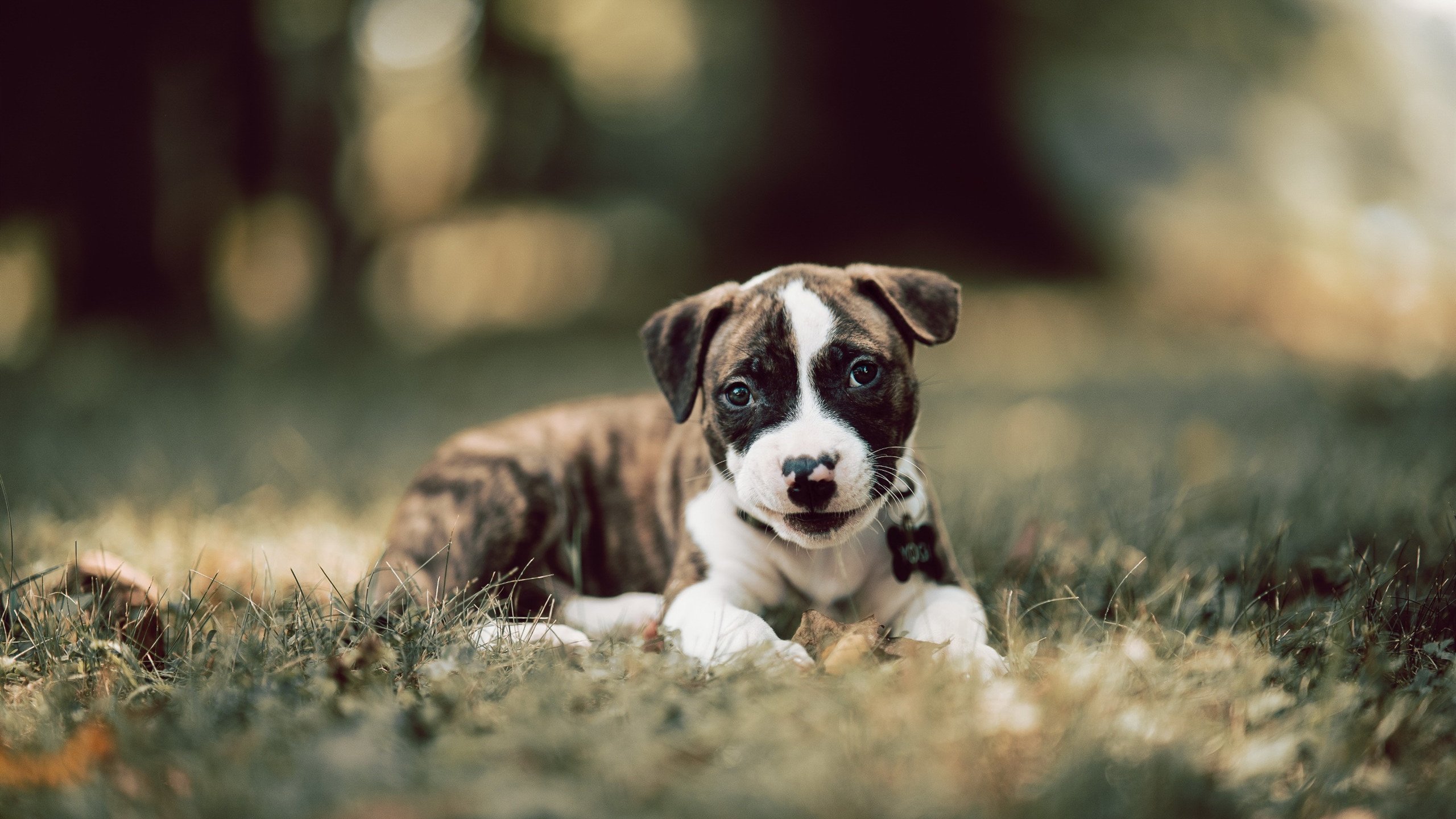 世界的两端,同一种篮球哲学,鹈鹕之风与约基奇之舵