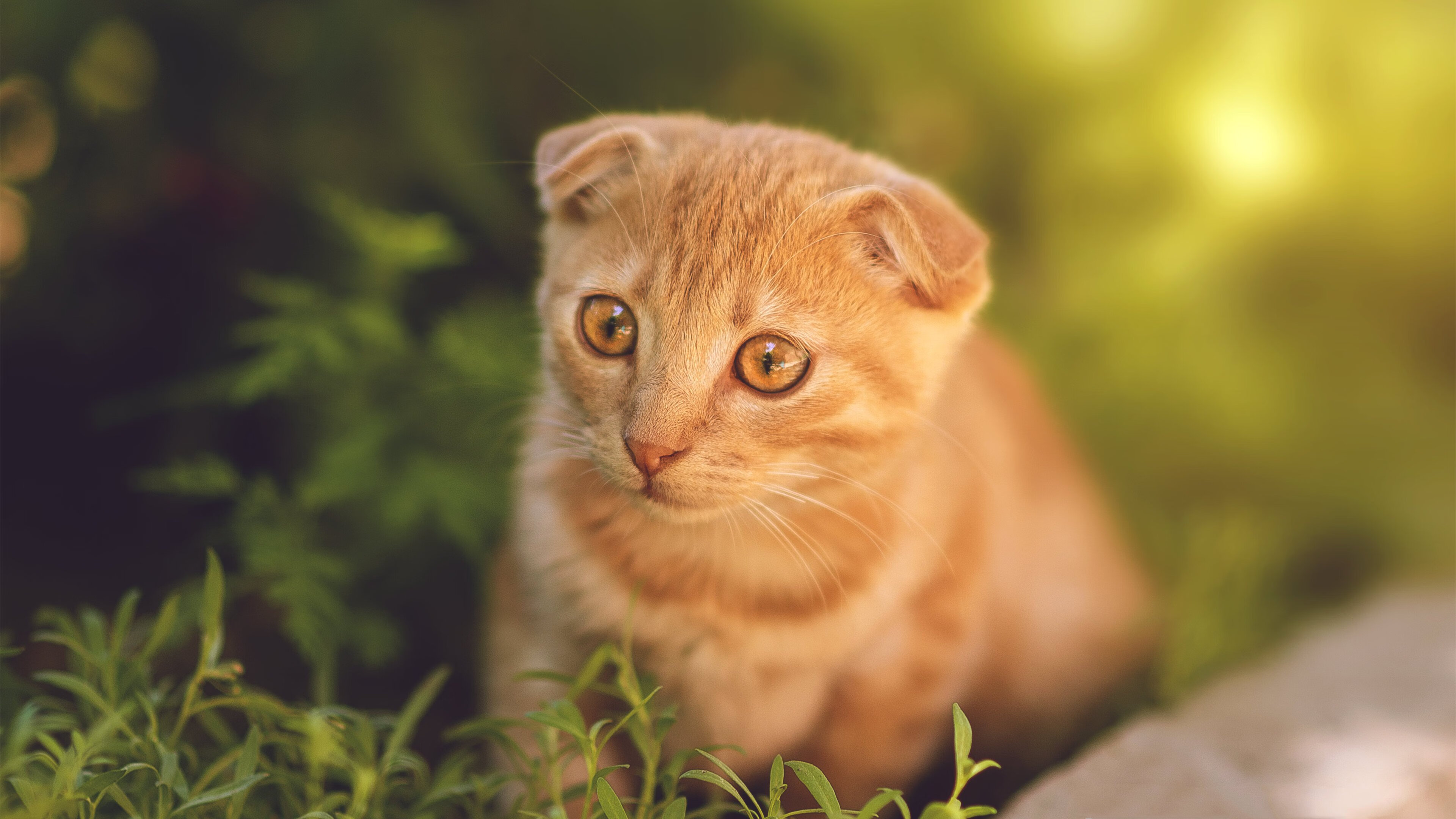 足球破壁日,当枫叶军团碾过阿尔卑斯,英格兰王子接管亚平宁