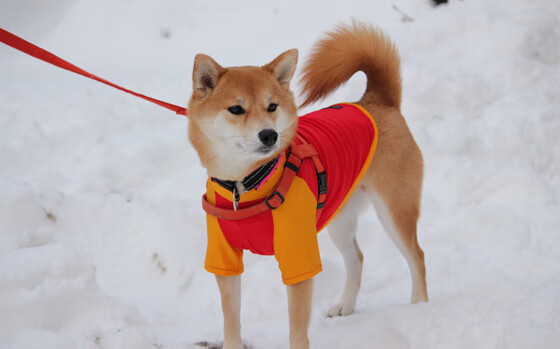 独苗与冰封的传奇，西决生死战之夜，李刚仁的18.2秒永恒