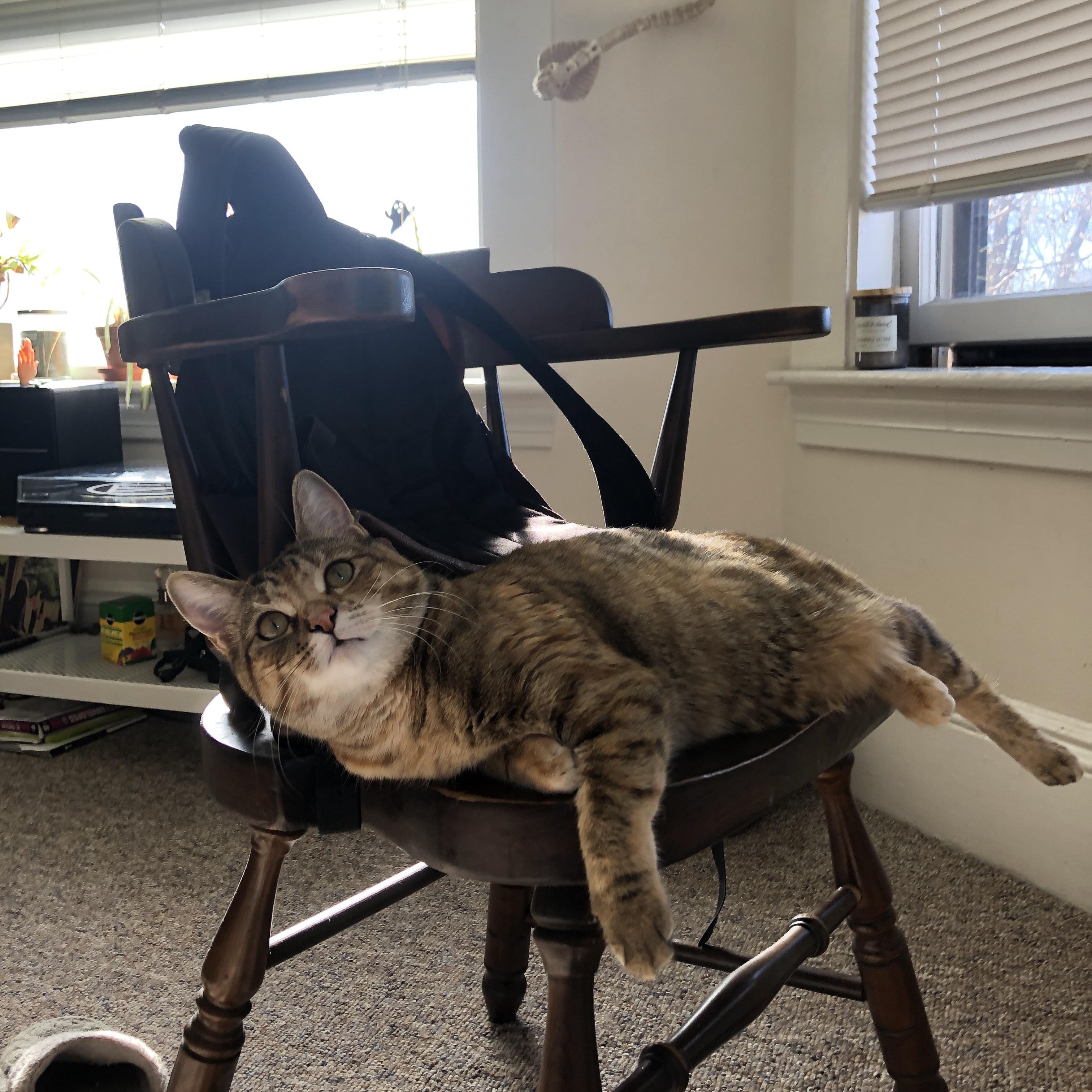 爱游戏tv-平行世界的热血与逆袭，当吉林队击穿篮网，马克西在另一个赛场怒吼