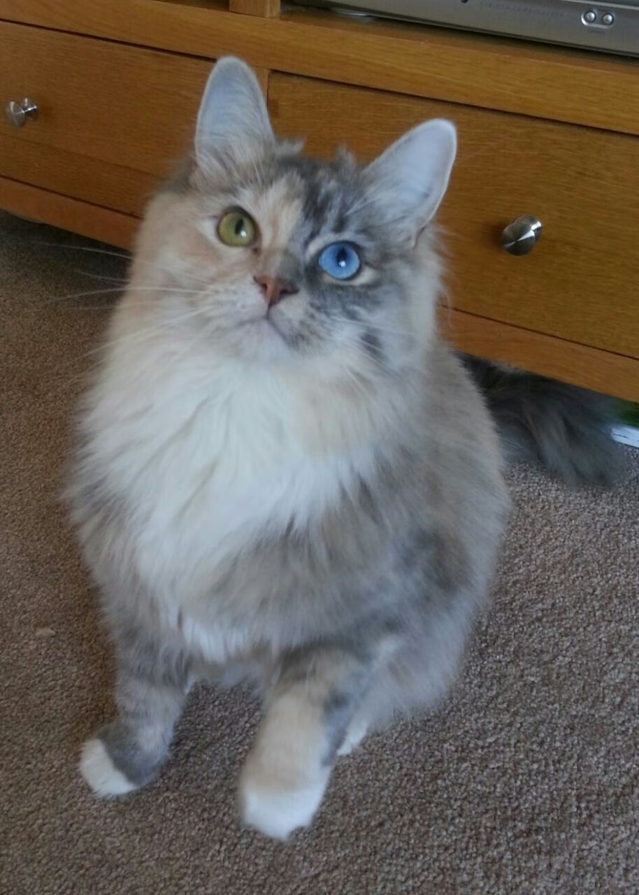 爱游戏下载-那不勒斯对阵美国，奥斯梅恩在关键时刻站起的地缘政治隐喻