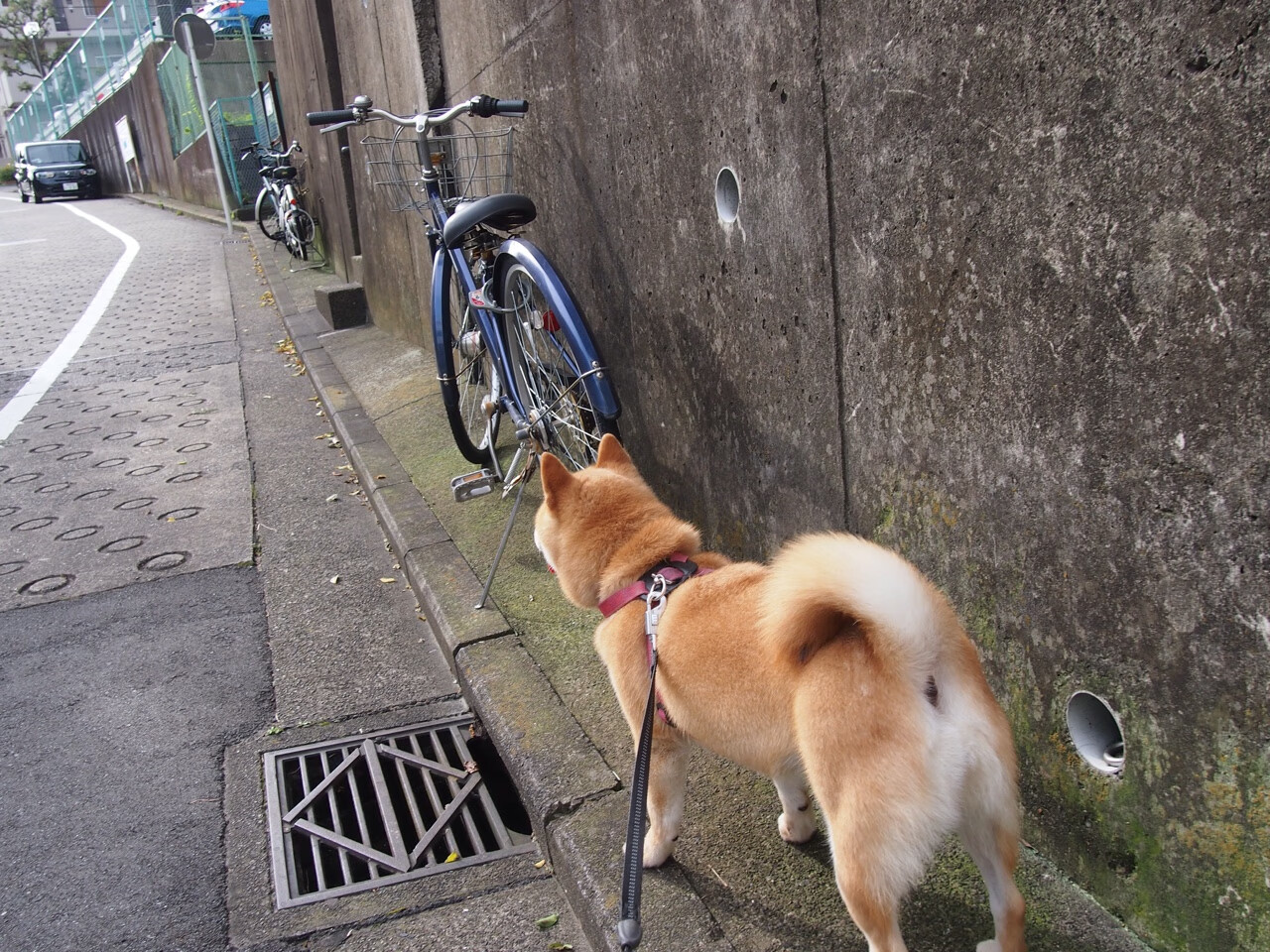 爱游戏下载-双面阿尔瓦雷斯，一个名字，两场胜负手，威尔士与阿根廷的隔空交响