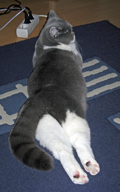 双面阿尔瓦雷斯，一个名字，两场胜负手，威尔士与阿根廷的隔空交响