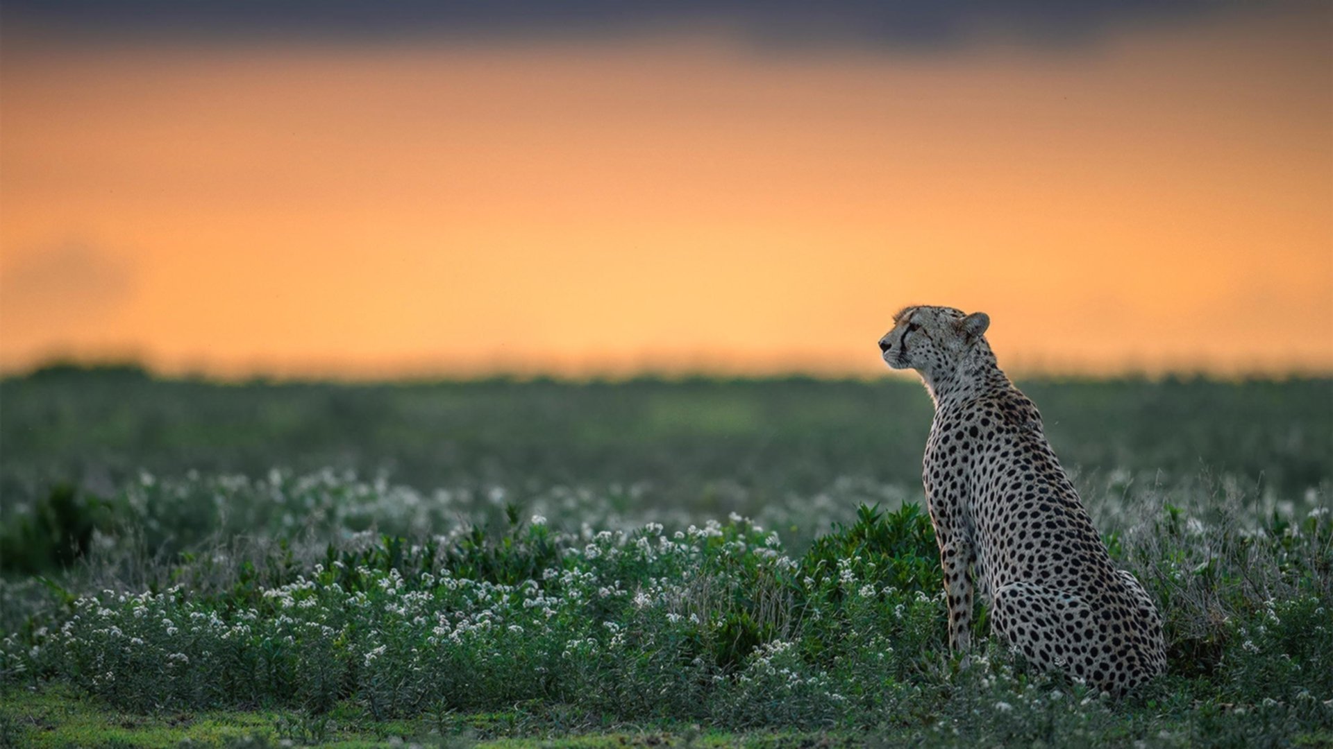 历史的裂缝,当摩洛哥力克勒沃库森,当拉亚在F1争冠中接管比赛—论体育世界中不可复制的唯一瞬间