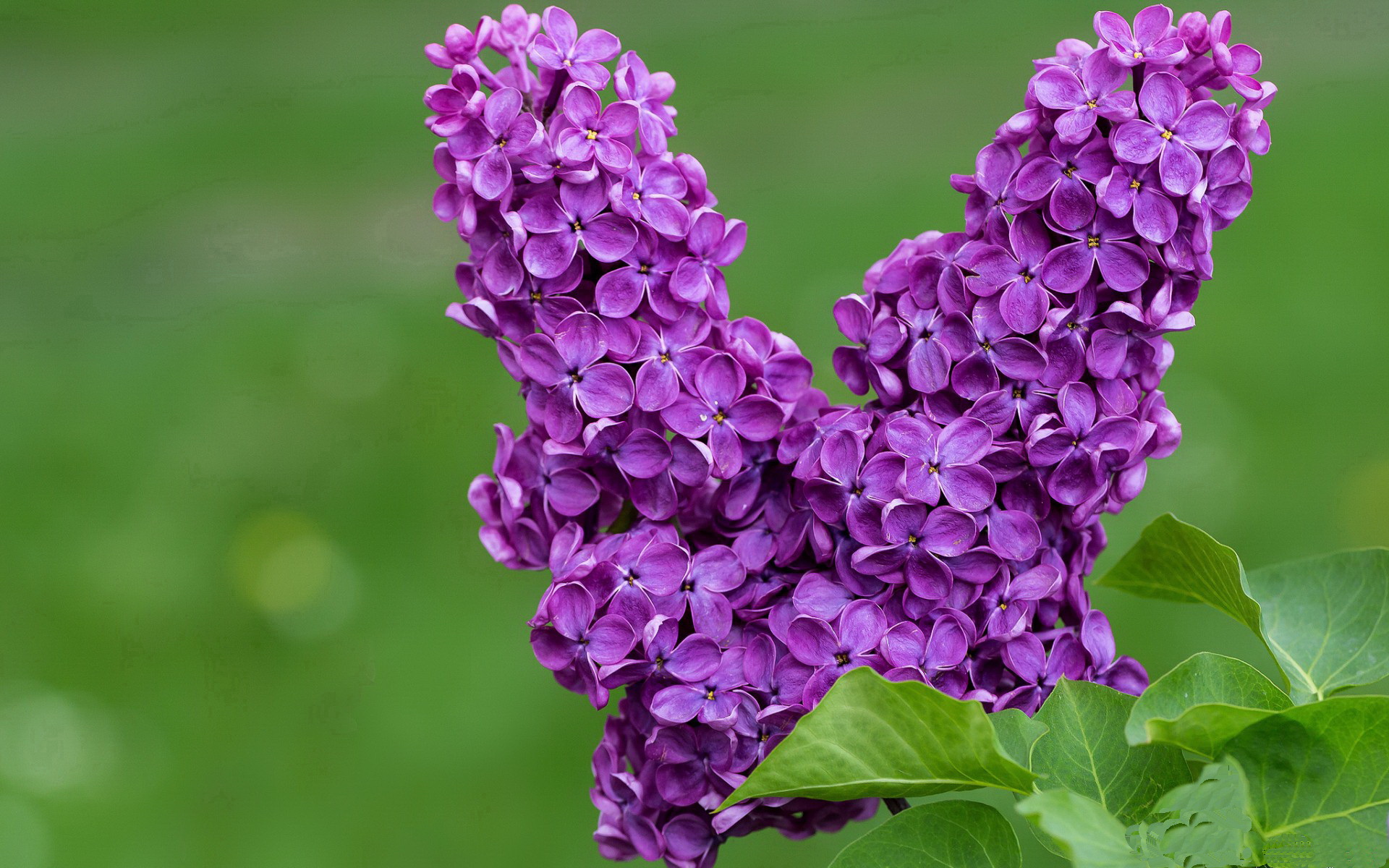 北非之风席卷英伦防线，迪马利亚一剑封喉，摩洛哥创造历史