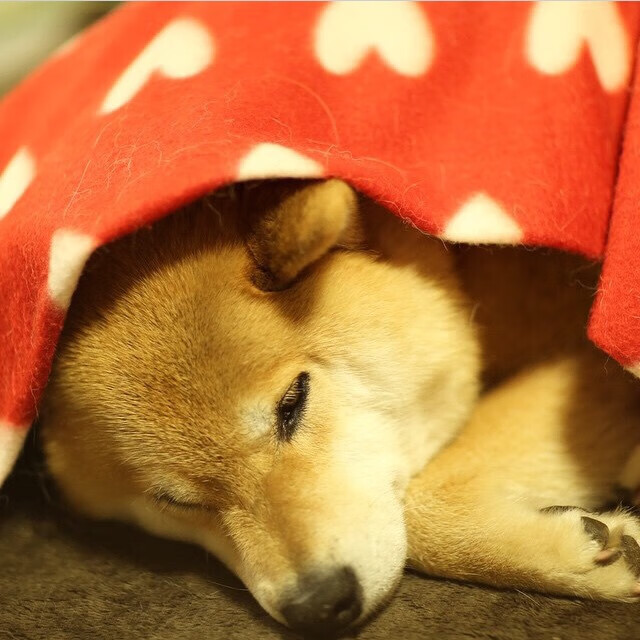 绿茵术语决战峡谷，伊拉克决胜局带走阿根廷，哈弗茨成为关键先生